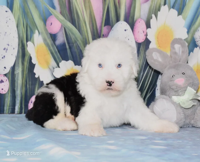 Tango - 2 blue eyes – Old English Sheepdog puppy for sale in Fredericksburg, OH