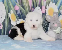 Tango - 2 blue eyes, a male Old English Sheepdog for sale in Fredericksburg, OH – Photo 1 of 3