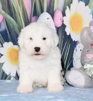 Thor - 1 blue eye, a male Old English Sheepdog for sale in Fredericksburg, OH – Photo 4 of 4