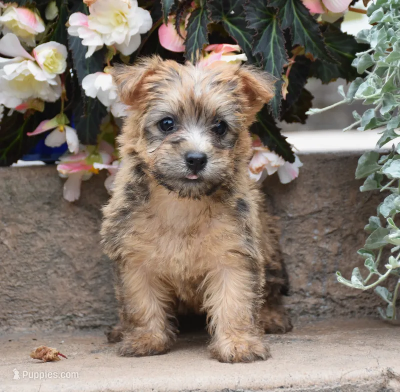 Zora – Cairn Terrier puppy for sale in Fredericksburg, OH