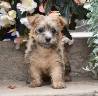 Zora, a female Cairn Terrier for sale in Fredericksburg, OH – 1 of 3