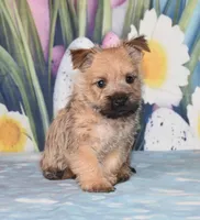 Mario, a male Cairn Terrier for sale in Fredericksburg, OH – Photo 2 of 3
