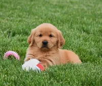 Maple, a female Golden Retriever for sale in Fredericksburg, OH – 3 of 3