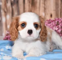 Derby, a male Cavalier King Charles Spaniel for sale in Fredericksburg, OH – 3 of 5