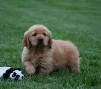 Mason, a male Golden Retriever for sale in Fredericksburg, OH – 2 of 4