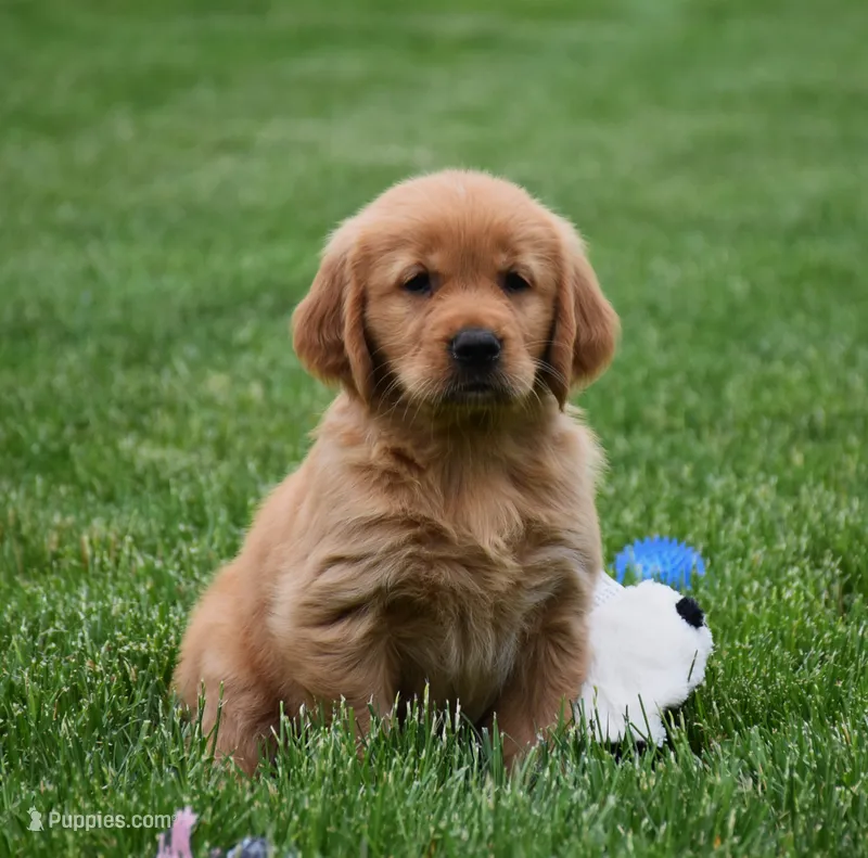 Marloe – Golden Retriever puppy for sale in Fredericksburg, OH