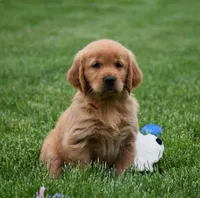 Marloe, a female Golden Retriever for sale in Fredericksburg, OH – 1 of 4