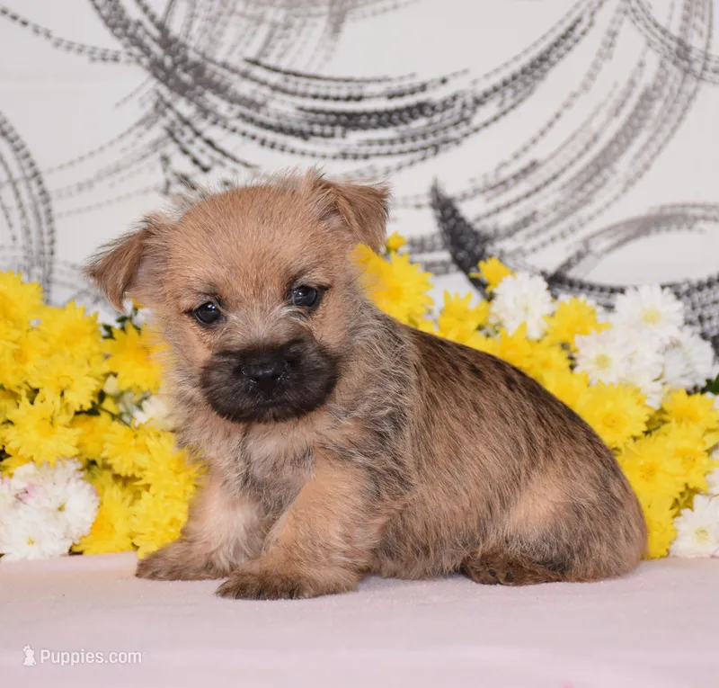 Jojo – Cairn Terrier puppy for sale in Fredericksburg, OH