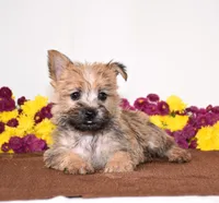 Kasha, a female Cairn Terrier for sale in Fredericksburg, OH – 3 of 3