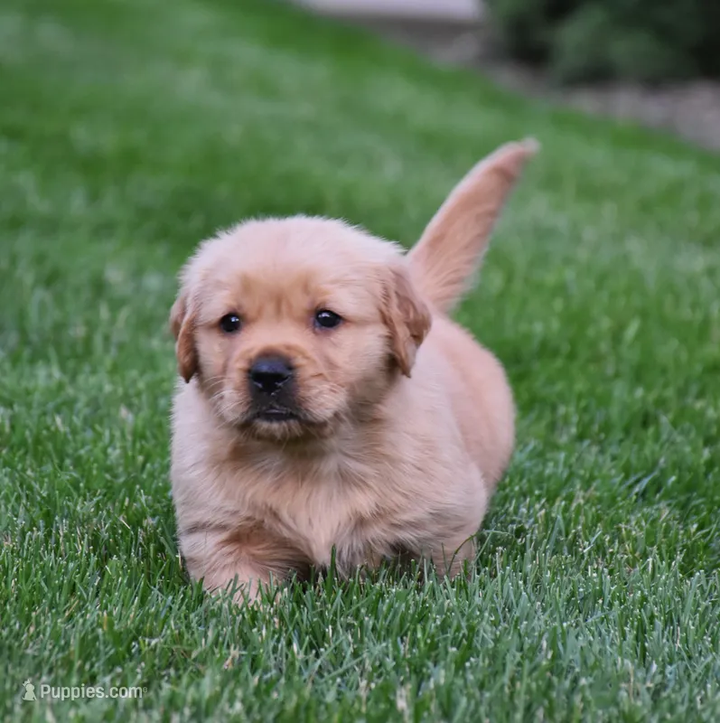 Atlas  – Golden Retriever puppy for sale in Fredericksburg, OH