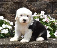 Mango BLUE EYES, a male Old English Sheepdog for sale in Fredericksburg, OH – 3 of 3