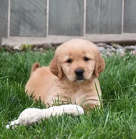Ginger, a female Golden Retriever for sale in Fredericksburg, OH – 3 of 4
