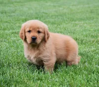 Meadow, a female Golden Retriever for sale in Fredericksburg, OH – 2 of 4