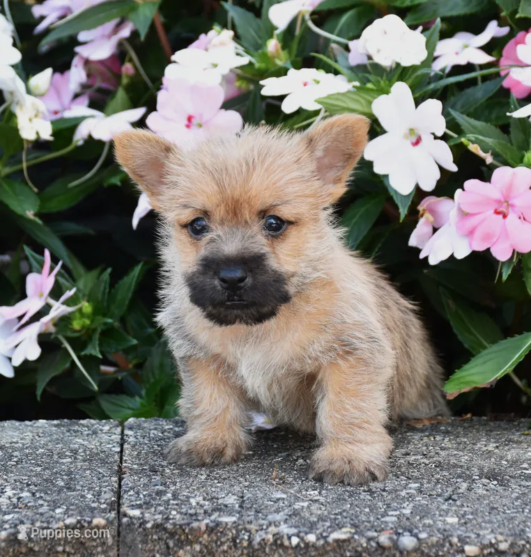 Arlo – Cairn Terrier puppy for sale in Fredericksburg, OH