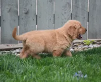 Gunner, a male Golden Retriever for sale in Fredericksburg, OH – 4 of 4