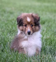 Nova, a male Shetland Sheepdog for sale in Fredericksburg, OH – 2 of 4