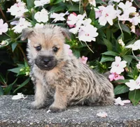 Angus, a male Cairn Terrier for sale in Fredericksburg, OH – 3 of 3