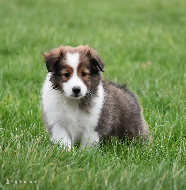 Bruno – Shetland Sheepdog puppy for sale in Fredericksburg, OH