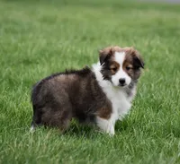 Bruno, a male Shetland Sheepdog for sale in Fredericksburg, OH – Photo 4 of 4