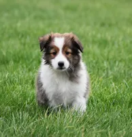 Bruno, a male Shetland Sheepdog for sale in Fredericksburg, OH – Photo 3 of 4