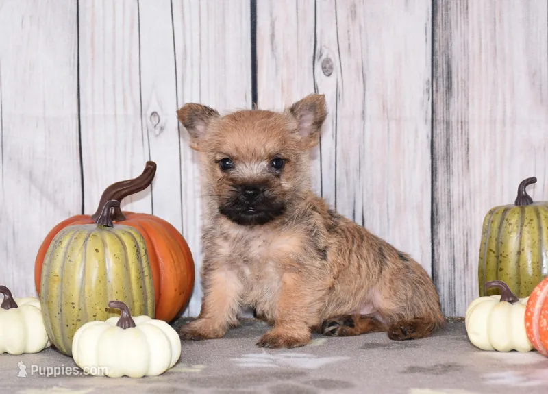 Ninja – Cairn Terrier puppy for sale in Fredericksburg, OH