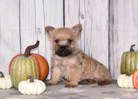 Ninja, a male Cairn Terrier for sale in Fredericksburg, OH – 1 of 3
