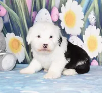 Theo, a male Old English Sheepdog for sale in Fredericksburg, OH – Photo 1 of 3