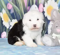 Theo, a male Old English Sheepdog for sale in Fredericksburg, OH – Photo 3 of 3