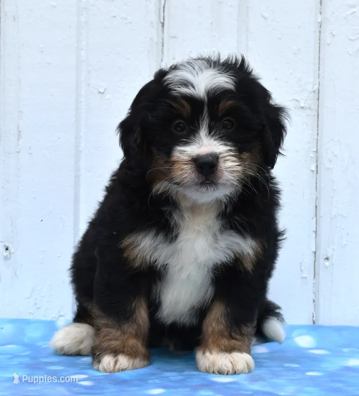 Cooper – Miniature Bernedoodle puppy for sale in Fredericksburg, OH