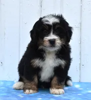 Cooper, a male Miniature Bernedoodle for sale in Fredericksburg, OH – 1 of 3