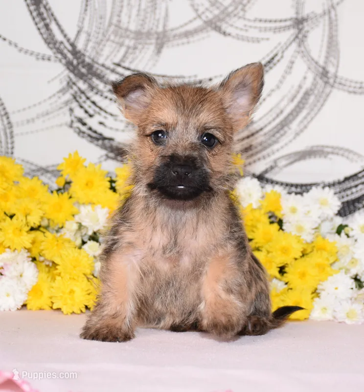 Jayda – Cairn Terrier puppy for sale in Fredericksburg, OH
