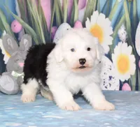 Tatum - 1 blue eye , a female Old English Sheepdog for sale in Fredericksburg, OH – Photo 3 of 3