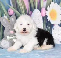 Tatum - 1 blue eye , a female Old English Sheepdog for sale in Fredericksburg, OH – Photo 2 of 3