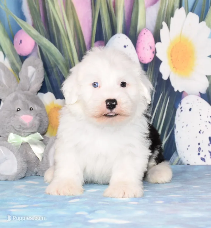 Tatum - 1 blue eye  – Old English Sheepdog puppy for sale in Fredericksburg, OH
