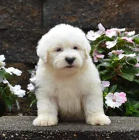 Muffin, a female Old English Sheepdog for sale in Fredericksburg, OH – 3 of 3
