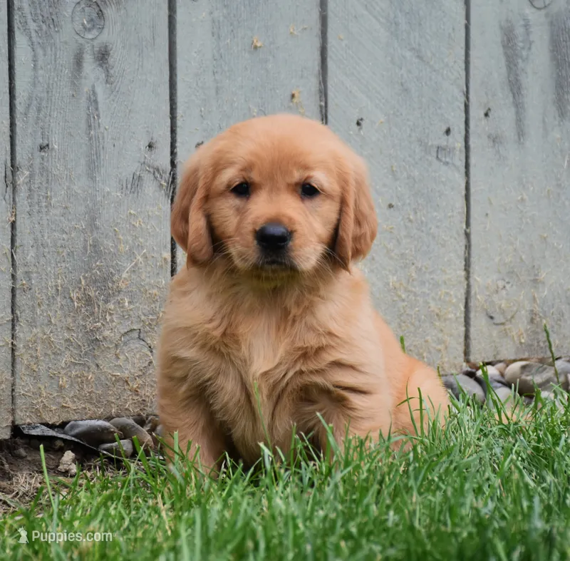 Magic – Golden Retriever puppy for sale in Fredericksburg, OH