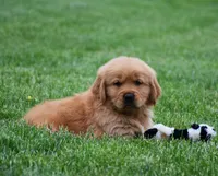 Milo, a male Golden Retriever for sale in Fredericksburg, OH – 4 of 4