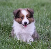 Nico, a male Shetland Sheepdog for sale in Fredericksburg, OH – 2 of 4