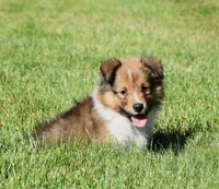 Ninja, a male Shetland Sheepdog for sale in Fredericksburg, OH – 4 of 4