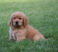 Hugo, a male Golden Retriever for sale in Fredericksburg, OH – 3 of 4