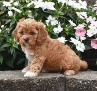 Otis, a male Cavapoo for sale in Fredericksburg, OH – 3 of 3