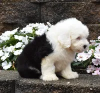 Mario 1 BLUE EYE, a male Old English Sheepdog for sale in Fredericksburg, OH – 2 of 3
