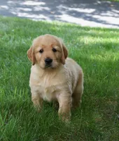 Odie, a male Golden Retriever for sale in Fredericksburg, OH – 3 of 4