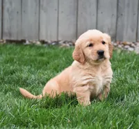 Ginger, a female Golden Retriever for sale in Fredericksburg, OH – 4 of 4
