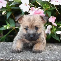 Autumn, a male Cairn Terrier for sale in Fredericksburg, OH – 2 of 3