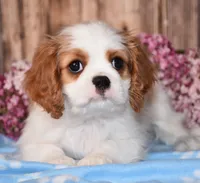 Dexter, a male Cavalier King Charles Spaniel for sale in Fredericksburg, OH – 3 of 4