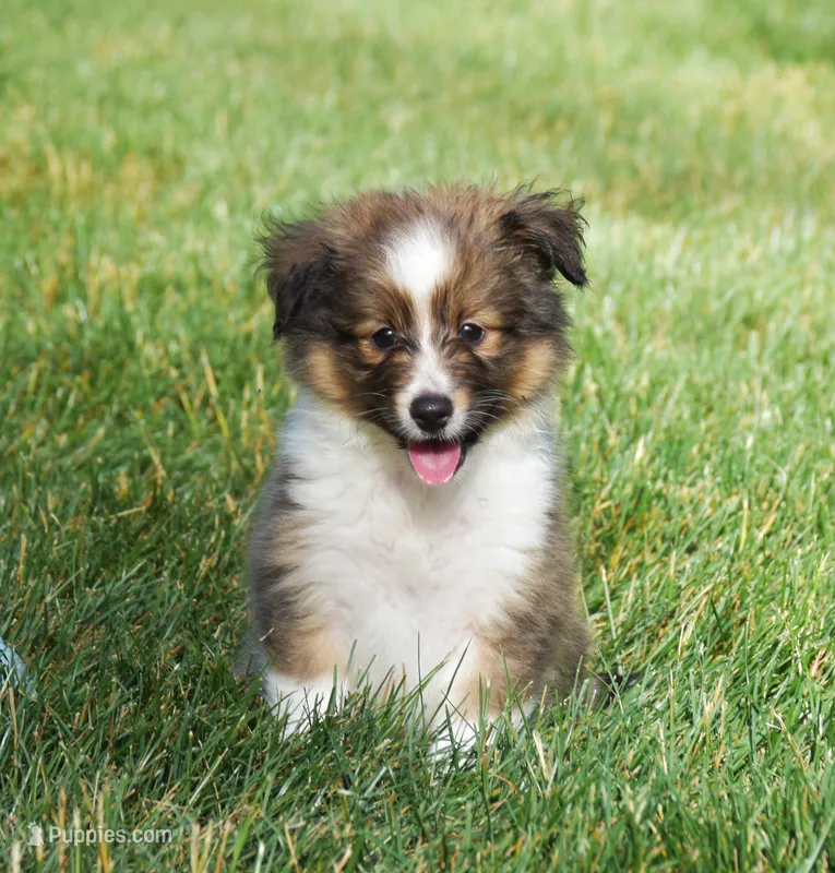 Nox  – Shetland Sheepdog puppy for sale in Fredericksburg, OH