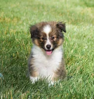 Nox , a male Shetland Sheepdog for sale in Fredericksburg, OH – 1 of 3