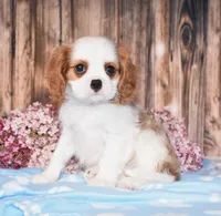 Derby, a male Cavalier King Charles Spaniel for sale in Fredericksburg, OH – 1 of 5