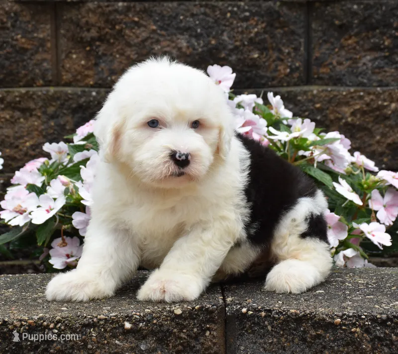 Maxie BLUE EYES – Old English Sheepdog puppy for sale in Fredericksburg, OH